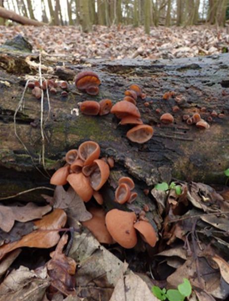 Button-like developing fruiting bodies on fallen ash in Hockley Woods, Essex 